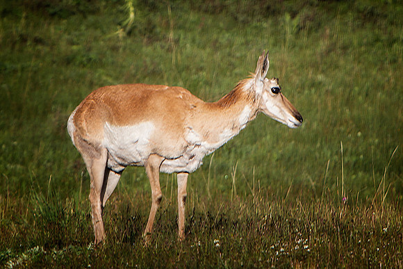DFP_6383
