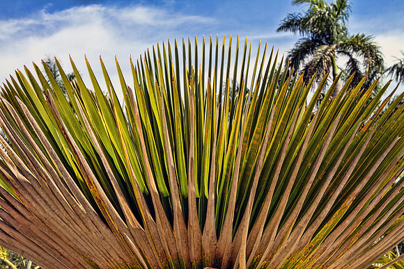 Naples Botanical Gardens - 088