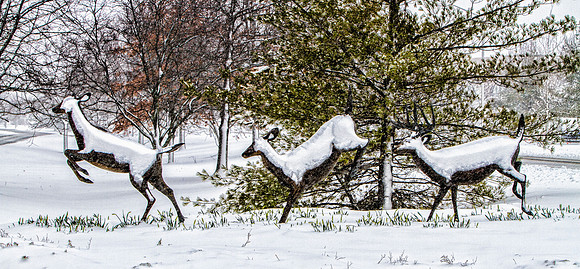 March Snow --26