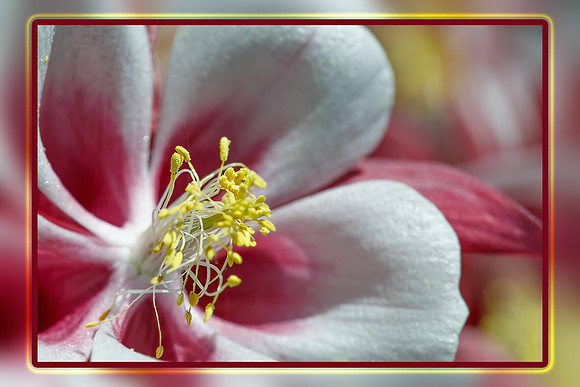 Flowers @ Home_02-rawdenoise-sharpen-focus