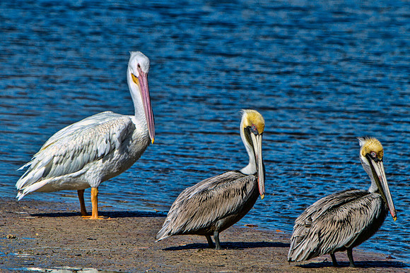 Do you think they are posing?