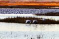 Squaw Creek Early Morning - 3 Swans
