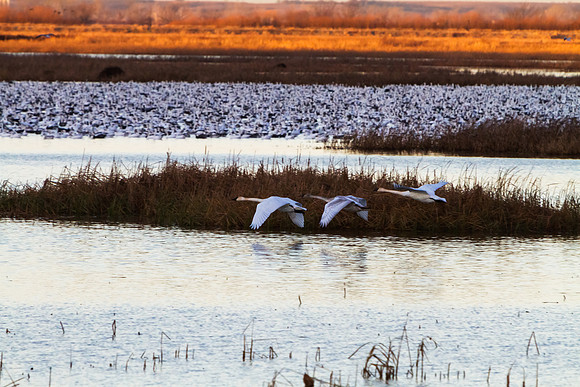 Squaw Creek Early Morning - 3 Swans