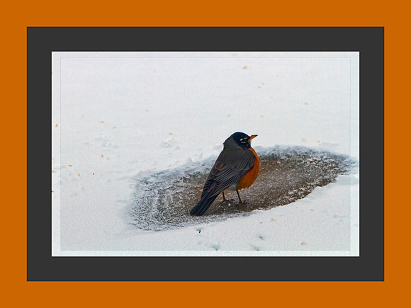 Robin_in_Winter_0870