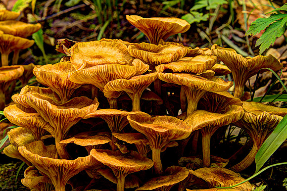 Fox Hollow Trail_0222_4_5_6_7
