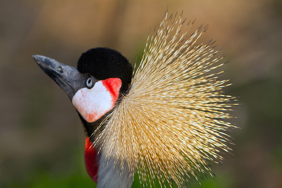 KC Zoo_043