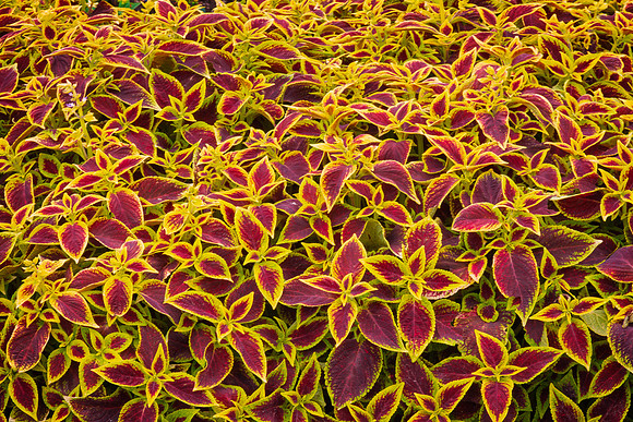 Omaha Gardens_097
