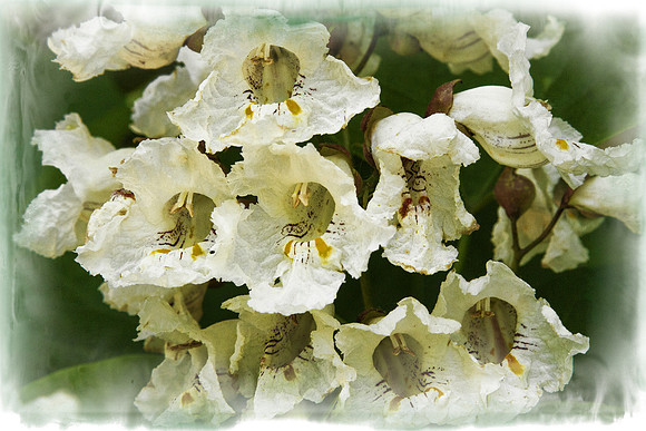 JO County Arboretum-3