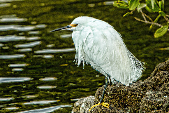 Ding Darling Preserve-051