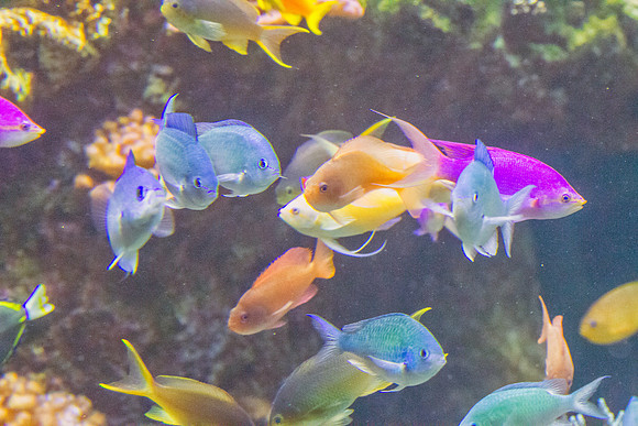Henry Doorly Zoo Aquarium