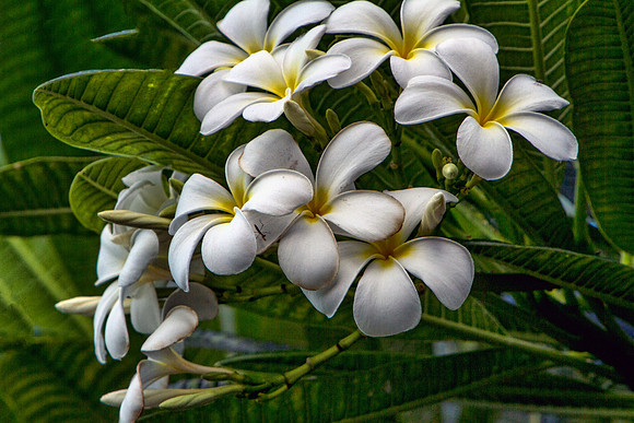 Maui-481