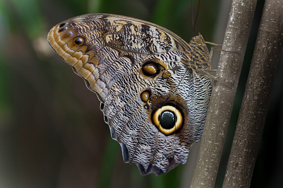 DFP_2690