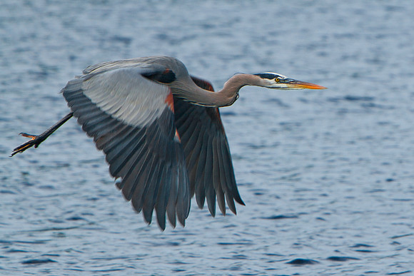 Bird in Flight_1070