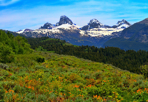 DFP_7354