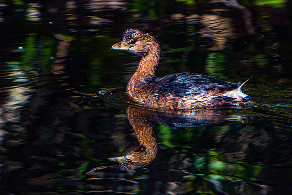 Ding Darling Preserve-238