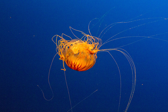 Henry Doorly Zoo Aquarium