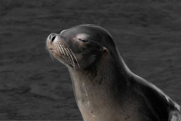 Seal_3554