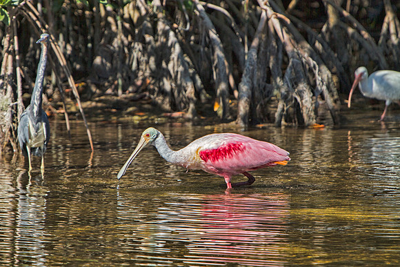 Ding Darling Preserve-250