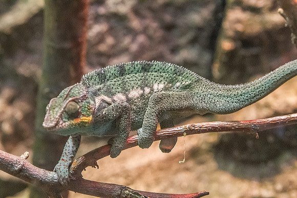 DFP_3645