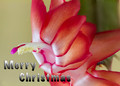Merry Christmas Cactus 5x7