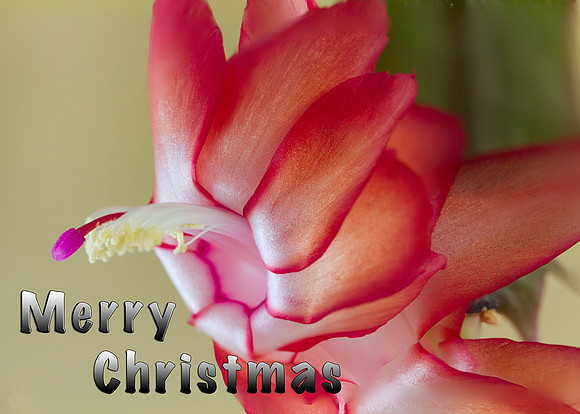 Merry Christmas Cactus 5x7