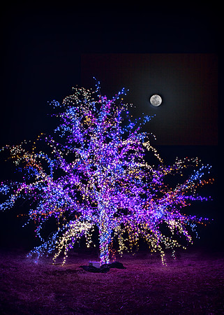 Christmas Lights-15-15