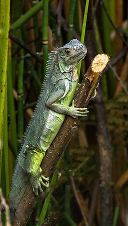 Green Iguana - Blending-In