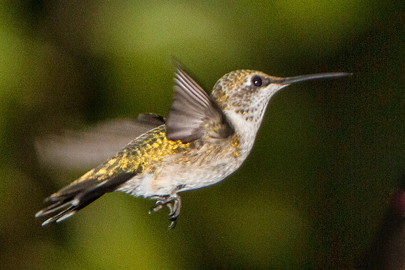 Humming_Birds- (1)