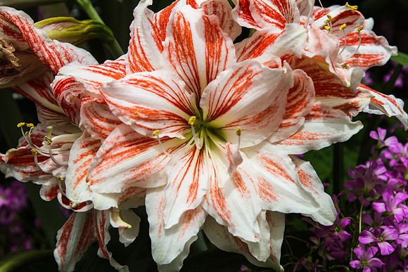DFP_3055