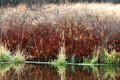 Squaw Creek Reflections