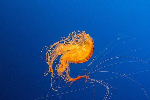 Henry Doorly Zoo Aquarium