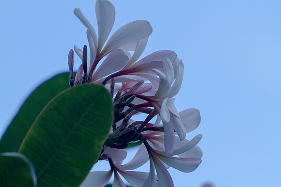 Maui-471